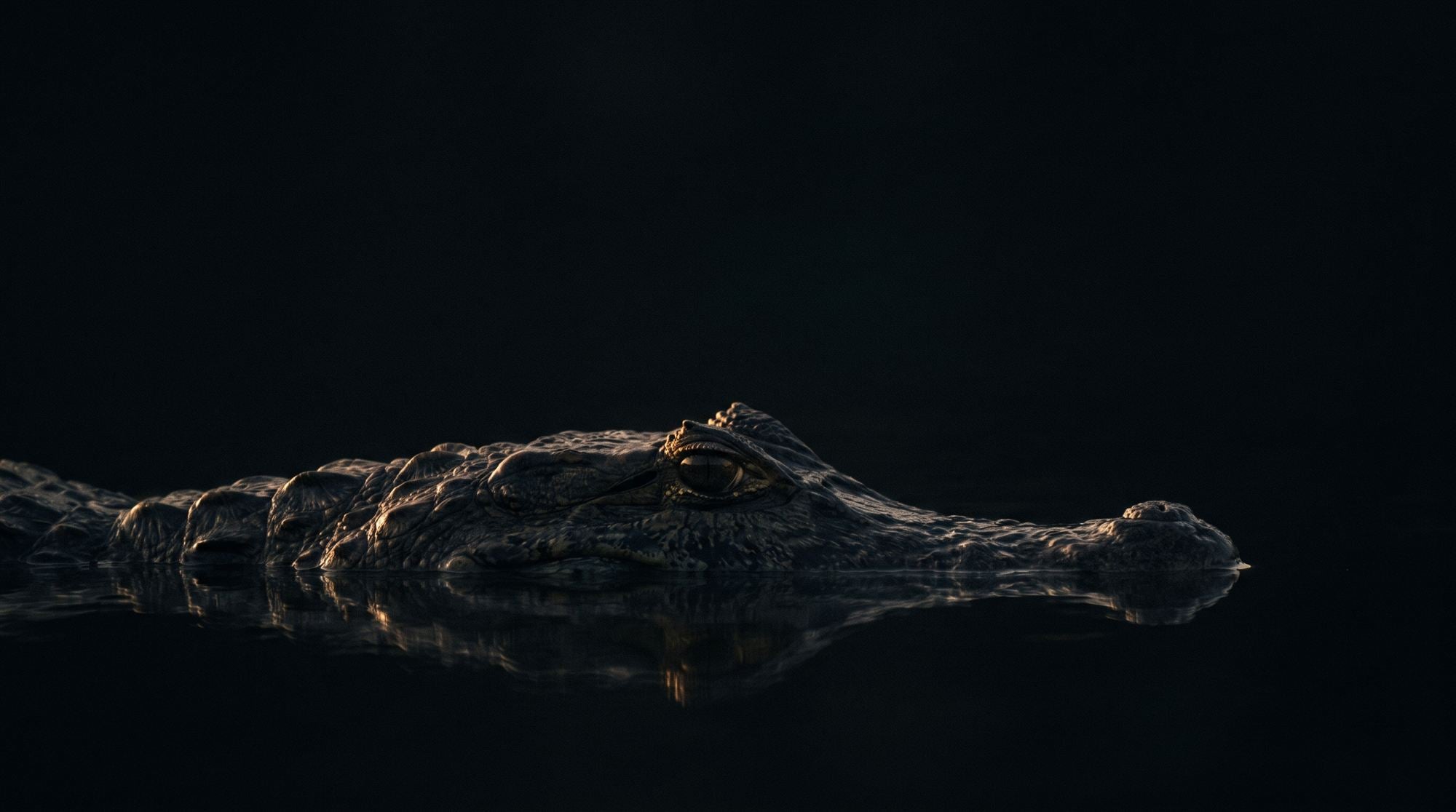 An alligator surfacing at the waterline in low light